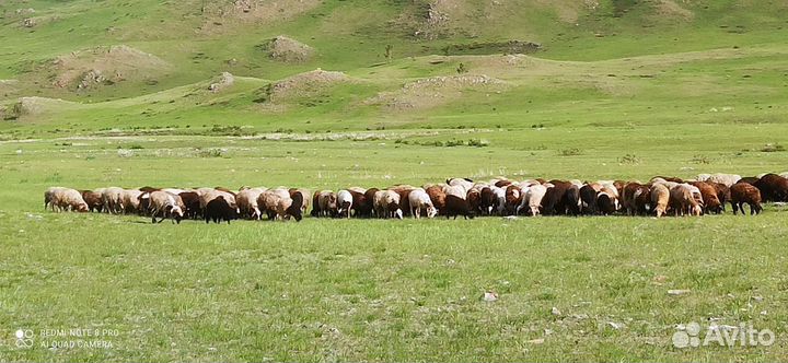 Отара овец