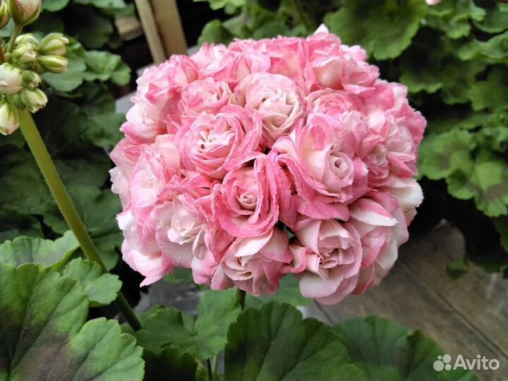 Пеларгония герань