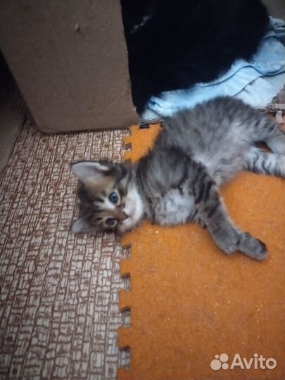 Котята хотят домой