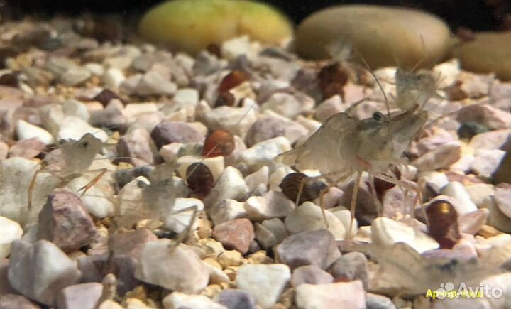 Пресноводные Креветки и Раки и Крабы