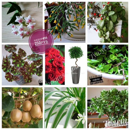 Наборы комнатных растений