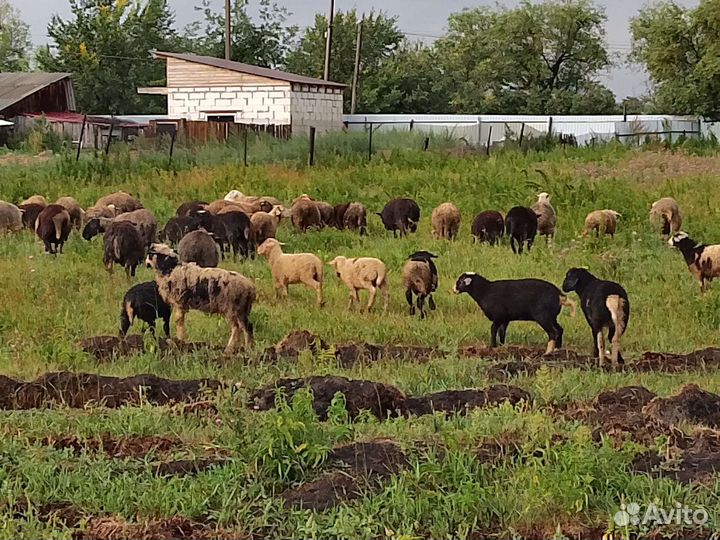 Овцы бараны