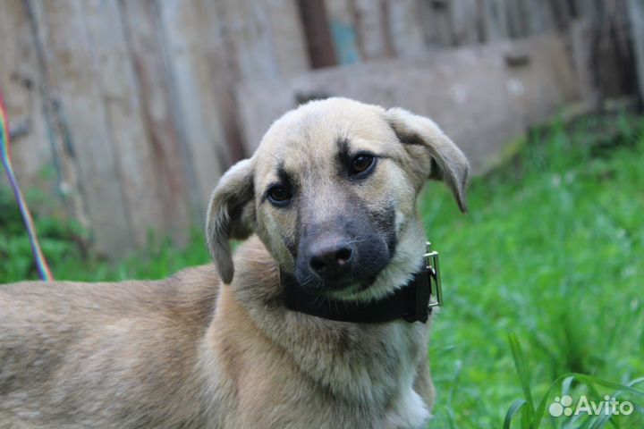 Отдам щенка небольшой собаки