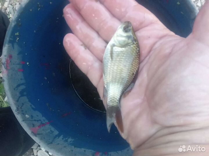 Живец карась