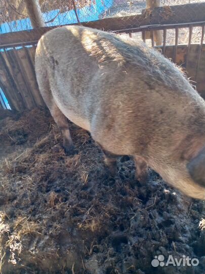 Поросята породы Дюрок, есть на мясо живым весом