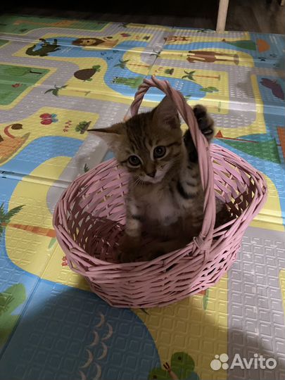 Котята в добрые руки бесплатно