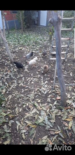 Молодые петушки