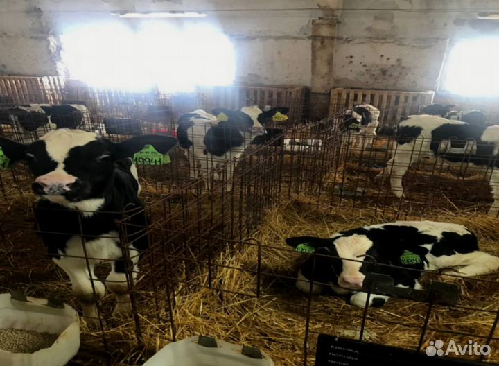 Телята, бычки