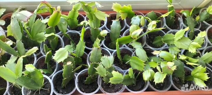 Декабристы