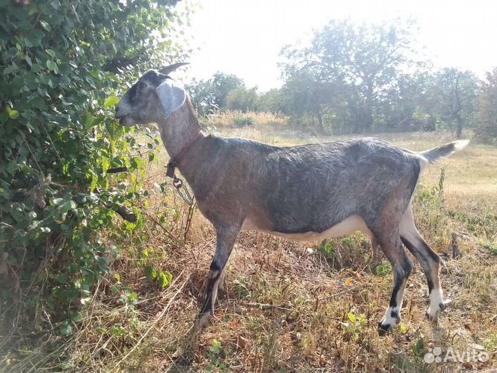 Нубийские козы