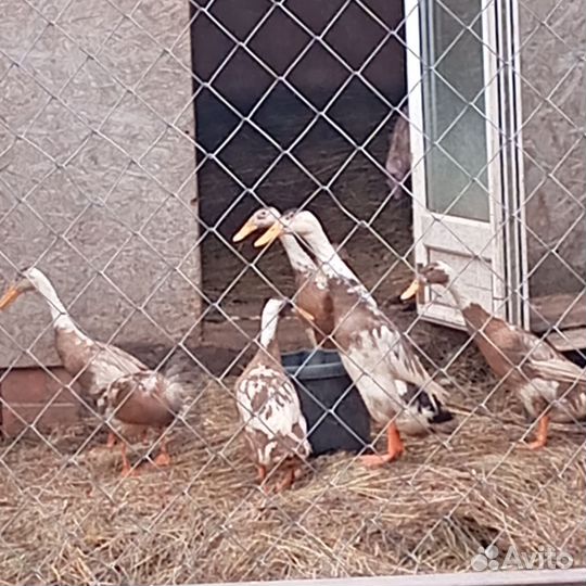 Инкубационное яйцо индийского бегунка