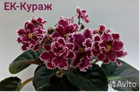 Сортовые фиалки (набор)