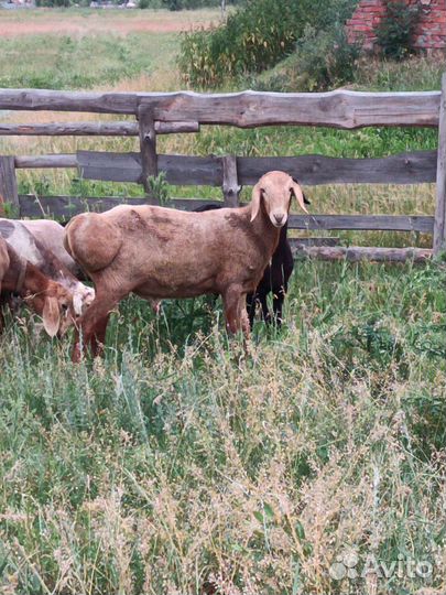 Бараны гиссарские