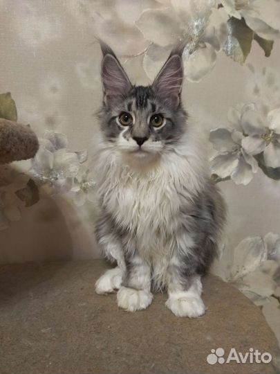 Котята мейн-кун