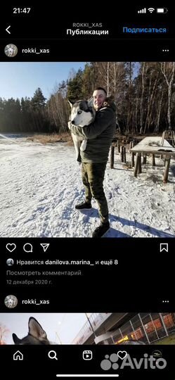 Вязка хаски