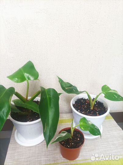 Стрелиция, филодендроны, пилея, традесканция