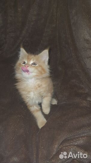 Котята мейн-кун