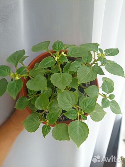 Бальзамин Magenta