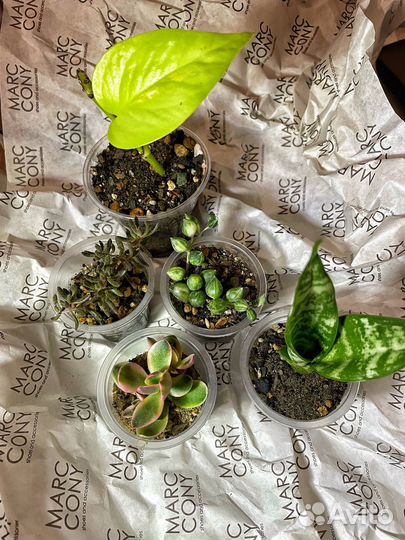 Суккуленты набор