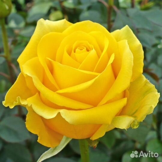 Саженцы роз