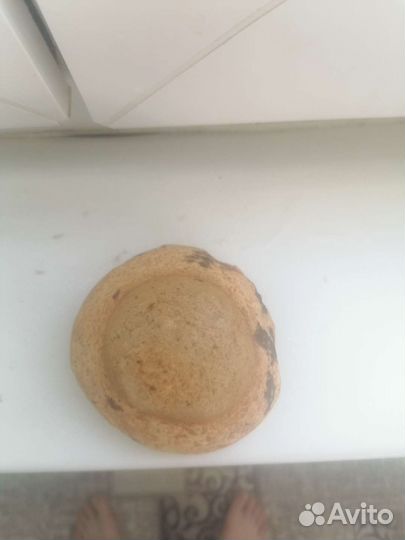 Окаменелости аммониты