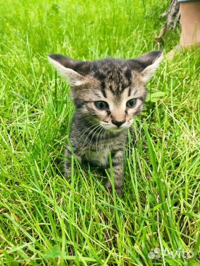 Котенок 9 мес. в добрые руки, Москва
