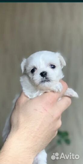 Щенки мальтезе мини