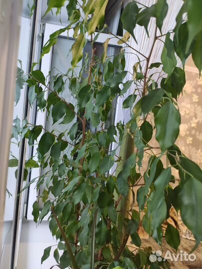 Фикус бенджамина