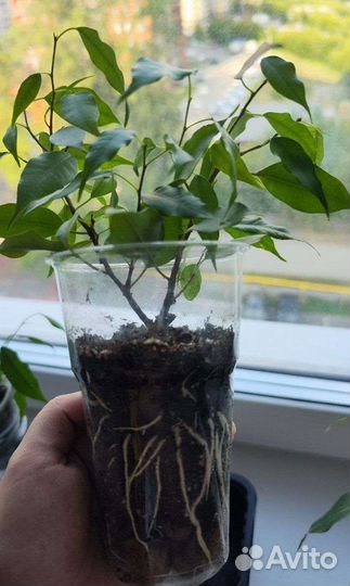 Фикус бенджамина