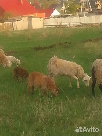 Овцы бараны