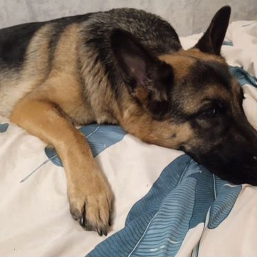 Немецкая овчарка, взрослая собака