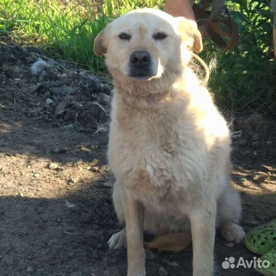 Белка ищет дом