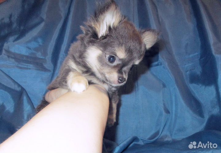 Чихуашки девочки