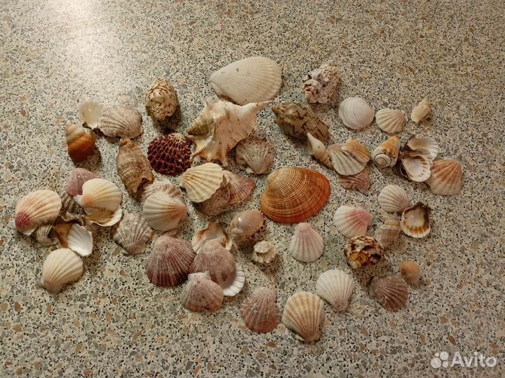 Ракушка для интерьера и аквариума