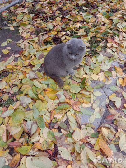 Кошки в добрые руки