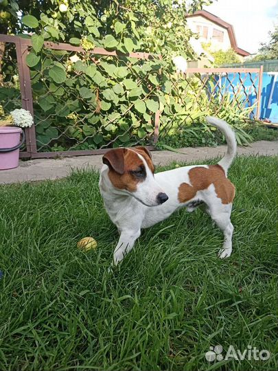 Собака для вязки