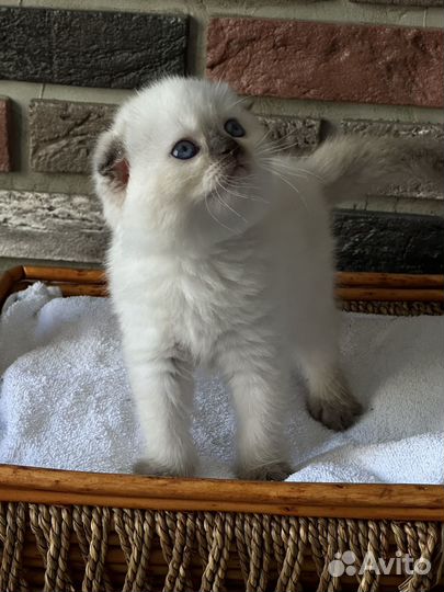 Шотландские скоттиш-фолд и страйт котята