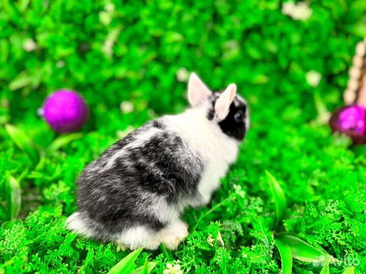 Мини карликовый кролик - минор огневка