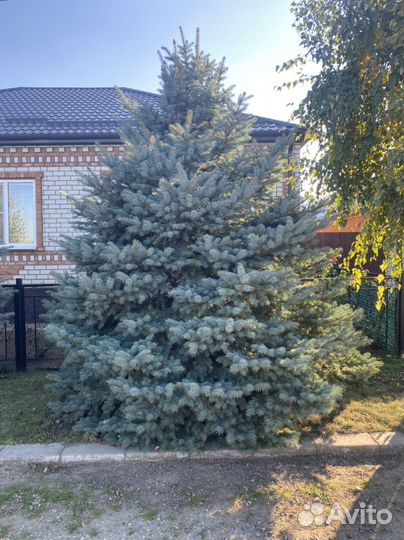 Ель голубая