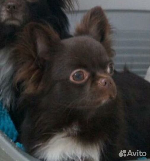 Вязка. Чихуахуа Три шоколадных, титулованных кобел