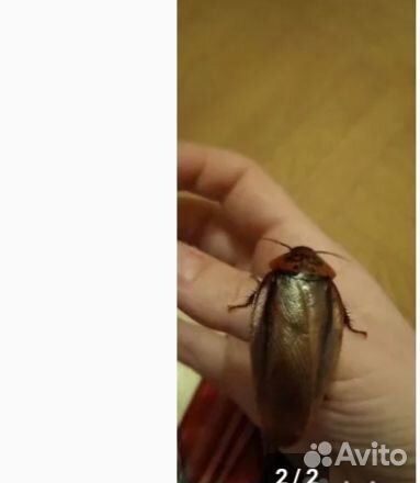 Тараканы оранжевоголовые и мраморные