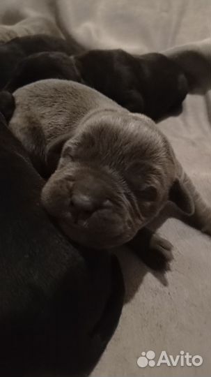 Щенки кане корсо