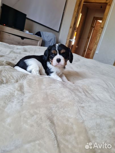 Кавалер кинг чарльз спаниель