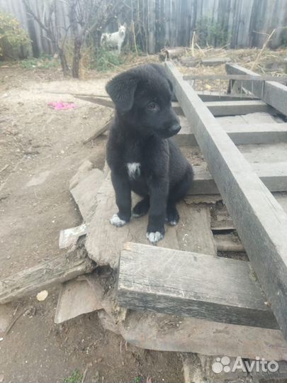 Отдам в добрые руки