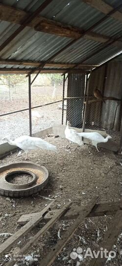 Павлиньи пара 5лет