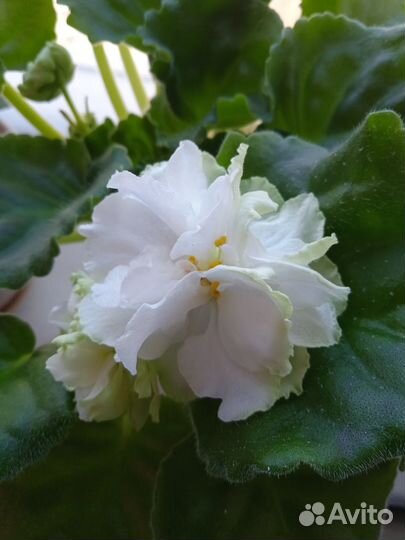 Сортовые фиалки