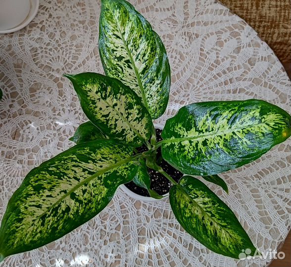 Диффенбахия