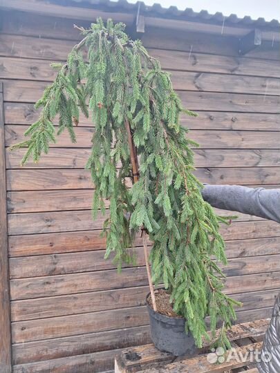 Ель инверса