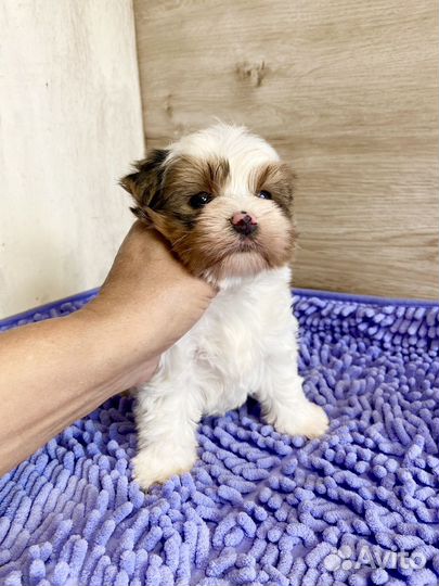 Забронирован Мальчик крепыш