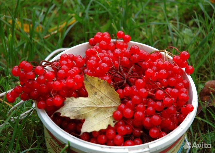 Калина свежая